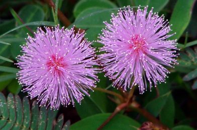 Mimosa Pudica, The Wonder Plant